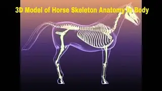 3D Model of Horse Skeleton Anatomy In Body Review