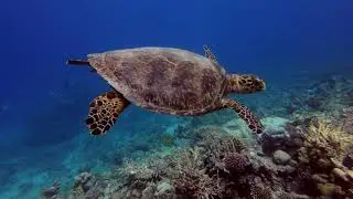 Buceo en Mar Rojo (Ruta Norte) - Diving in the Red Sea (North Route)