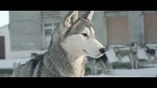Volga Quest sled dog race 2020-2021