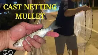 CAST NET MULLET AND PILCHARDS FROM BRIDGE   MULLET RUN ACTION