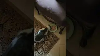 #some #more #nemo #cat #clips #lovely #kind #felv #leukemiasurvivor #shorts #short #cats