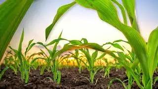 Seed Treatments