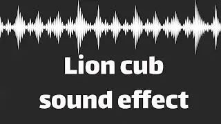 Lion cub sound effect  (no copyright)