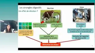 Conférence - Parasitisme et performances zootechniques des veaux laitiers...
