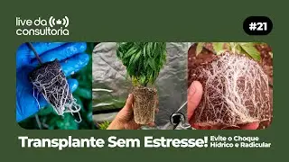 Transplante de Cannabis: Como Trocar de Vaso Sem Estressar a Planta | Passo a Passo Pr&aacute;tico e Seguro