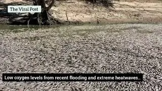 Australia - Millions of dead fish wash up in darling river in menindee , New south wales.