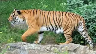 ខ្លា​ Tiger Very big Theme park Animal files