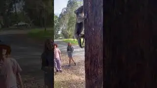 Коала 🐨 в Австралии 🇦🇺 #австралия #travel #shorts