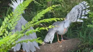 Bird Paradise: Kagu Courtship Display (Winged Sanctuary)