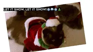 Let it snow ❄️| Lass mich rein🎅😺😸l Youtupaws Videos