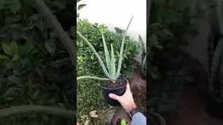 Mudas de Babosa, r&aacute;pido e simples #shorts