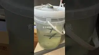 ウニの赤ちゃん育成中　受精実験から10日　本日のプルテウス幼生