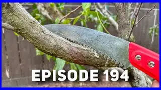 Vigorous Late Summer Fruit Tree Pruning (Ep. 194)