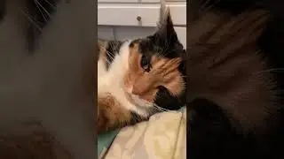 @inconsistentlyamazing: Кошки трехцветной окраски, не для слабонервных #кот #любителькошек #кошка