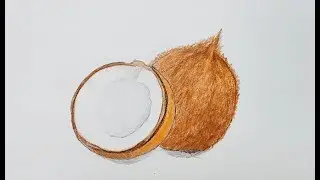 how to draw coconut painting with color pencil