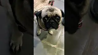 Pugs world | Our own Sweety | Pugs Latur  |#pug #puglover #dogs
