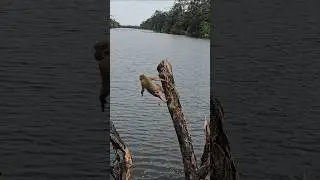 monkey at Angkor