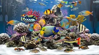 4K Fish Tank TV: The Ultimate Aquarium Experience for Your Living Room