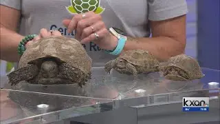 Keeping Texas Turtles and Tortoises Safe this Summer