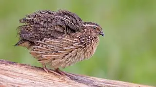 Japanese quail (Coturnix japonica) breeding
