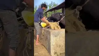PLEASE SUBSCRIBE ME🔥✅#cow #farming #trending #shortvideo #youtubevideo