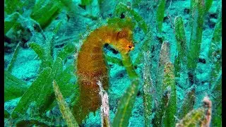 Diving Egypt Dahab - Duiken Egypte Dahab - Highlights of a week diving