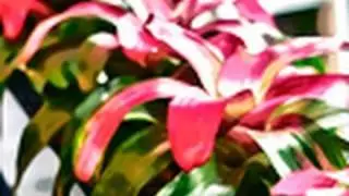 Photoshop Question: Watercolor Images |