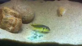 Callochromis melanostigma Magara male courting & constracting territory - PISCES