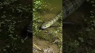 🤯 CRAZY Fish Bite BAIT! You Won't Believe This! 🎣 #fishing #bait #crazyfish