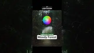 Color Palette for your next edit -Misty Forest | Lightroom Tutorial