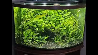 Every Tank Has A Story: 37 Gallon Corner Tank