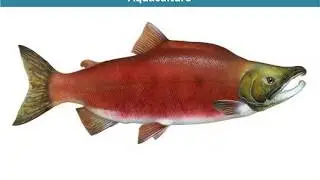 Global Salmon Market Trends, Share Opportunities And Forecast Till 2023