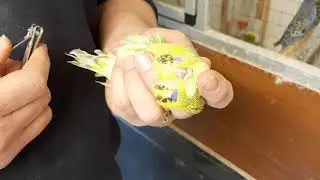 Beak trimming