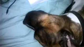 Pitbull dreaming