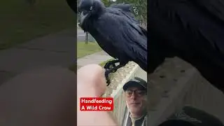 Feeding Sheryl Crow: A Wild Crow&rsquo;s Trusting Moment 🐦✨ #birds #crowfriends #crowtraining