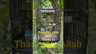 Thanks to Allah SWT #kacer #kacergacor #kacermania