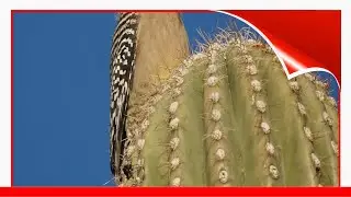 Birds Found In Phoenix And The Surrounding Parts Of Arizona 🧧