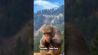 Curious Monkey 🐒 | When Nature Starts to Wonder
