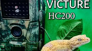 Victure hc200 hunting trail camera