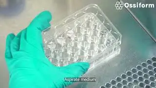 Change medium with the 3D cell culture systems P3D Scaffold