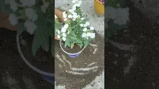 White Verbena Flower reporting #shorts #white #verbena flower #shortsfeed