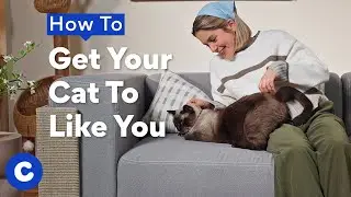 How To Get a Cat To Like You | Chewtorials