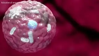 The science behind Andullation
