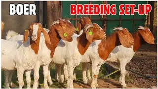 Stud Line Boer Goat Breeding Set-up at MO Farm Panvel