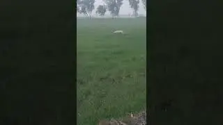 hunting Quail with English pointer $$ batair Ka Shikar jall ka sath 2024#shorts