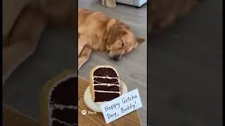 Real Dog vs Cake Dog &ndash; You Won&rsquo;t Believe His Reaction! 😂🐶 #DogCake #FunnyAnimals #funny