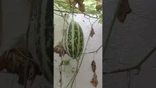 Cucumber in our vegetable garden Doha #garden #plants #cucumber #qatar #2026 #january #vegetable