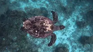 Olive Ridley Project : Protecting Sea Turtles & Their Habitats