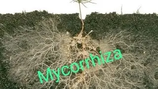Mycorrhiza Layega Paudho me nayi Jaan!Complete details#VAM#AMF#informativevideo #mustwatch #
