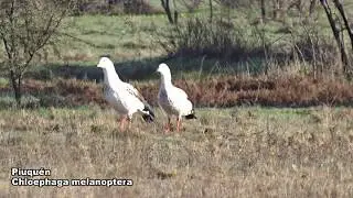 Piuqu&eacute;n o Cauqu&eacute;n Guayata (Chloephaga melanoptera)